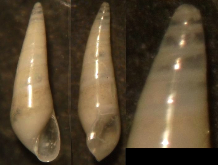eulimidae 1